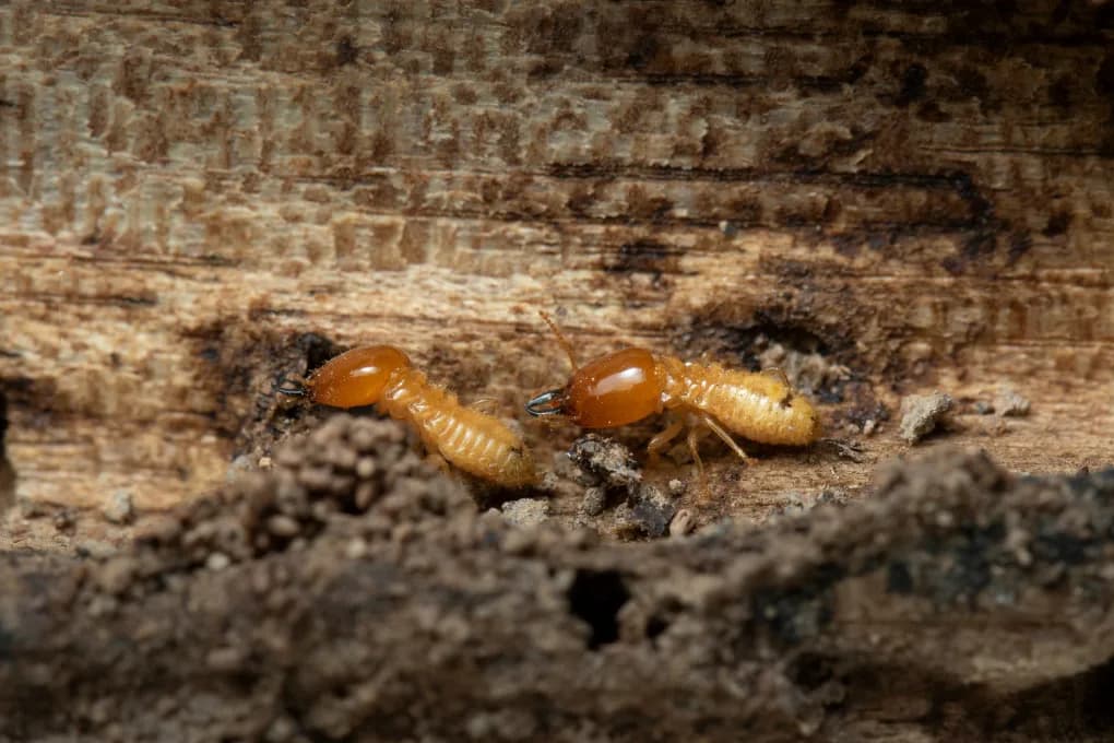 Termites on wood.